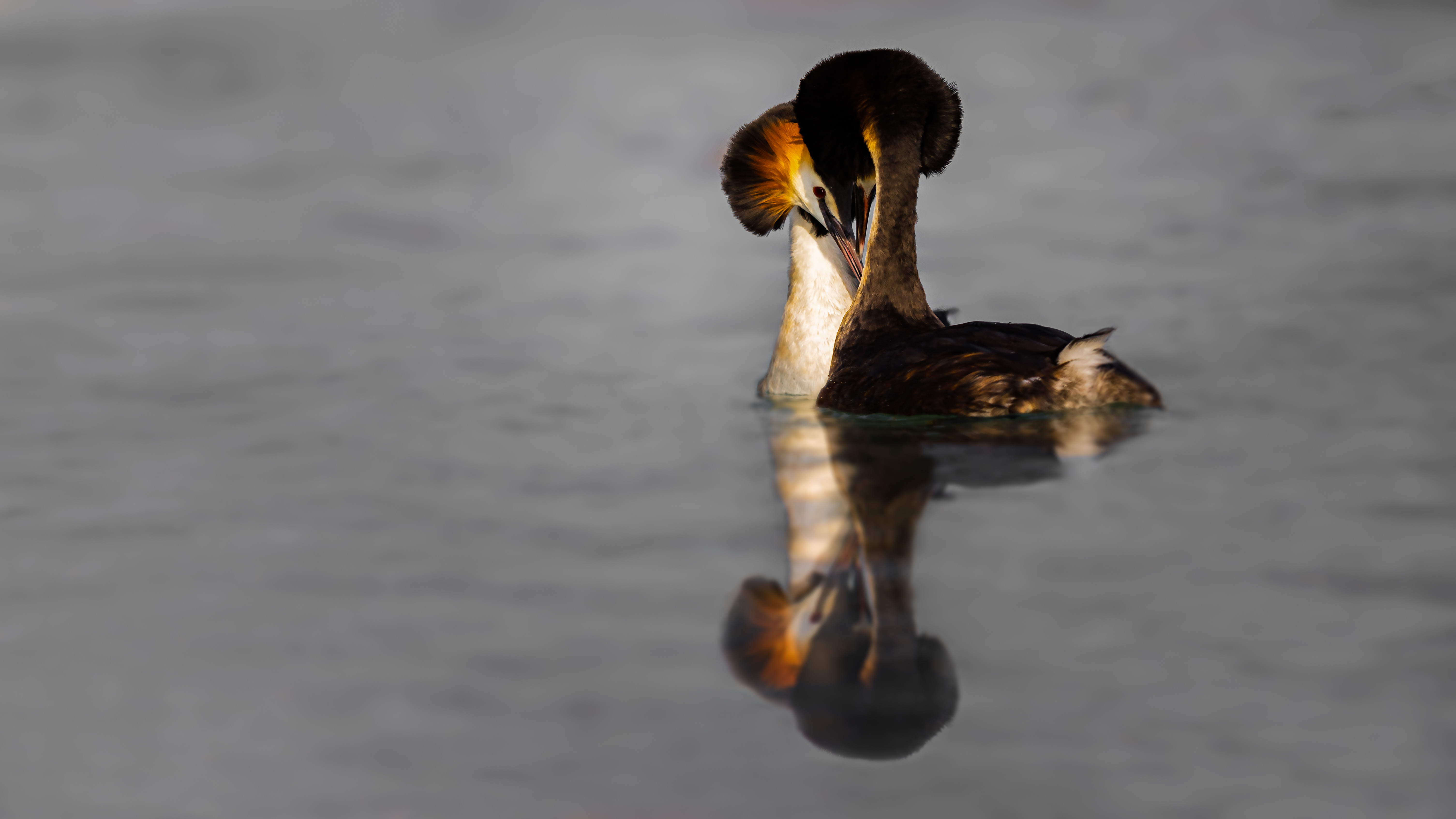 Grebe (2)